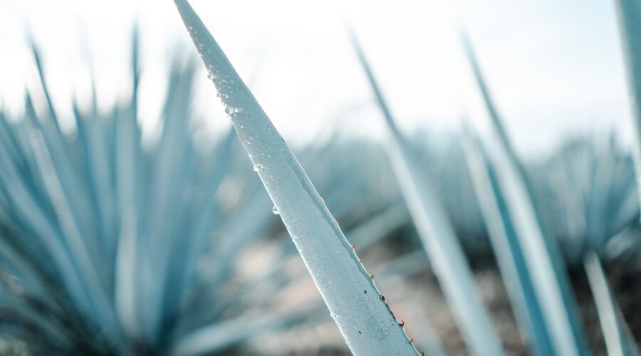 agave for tequila