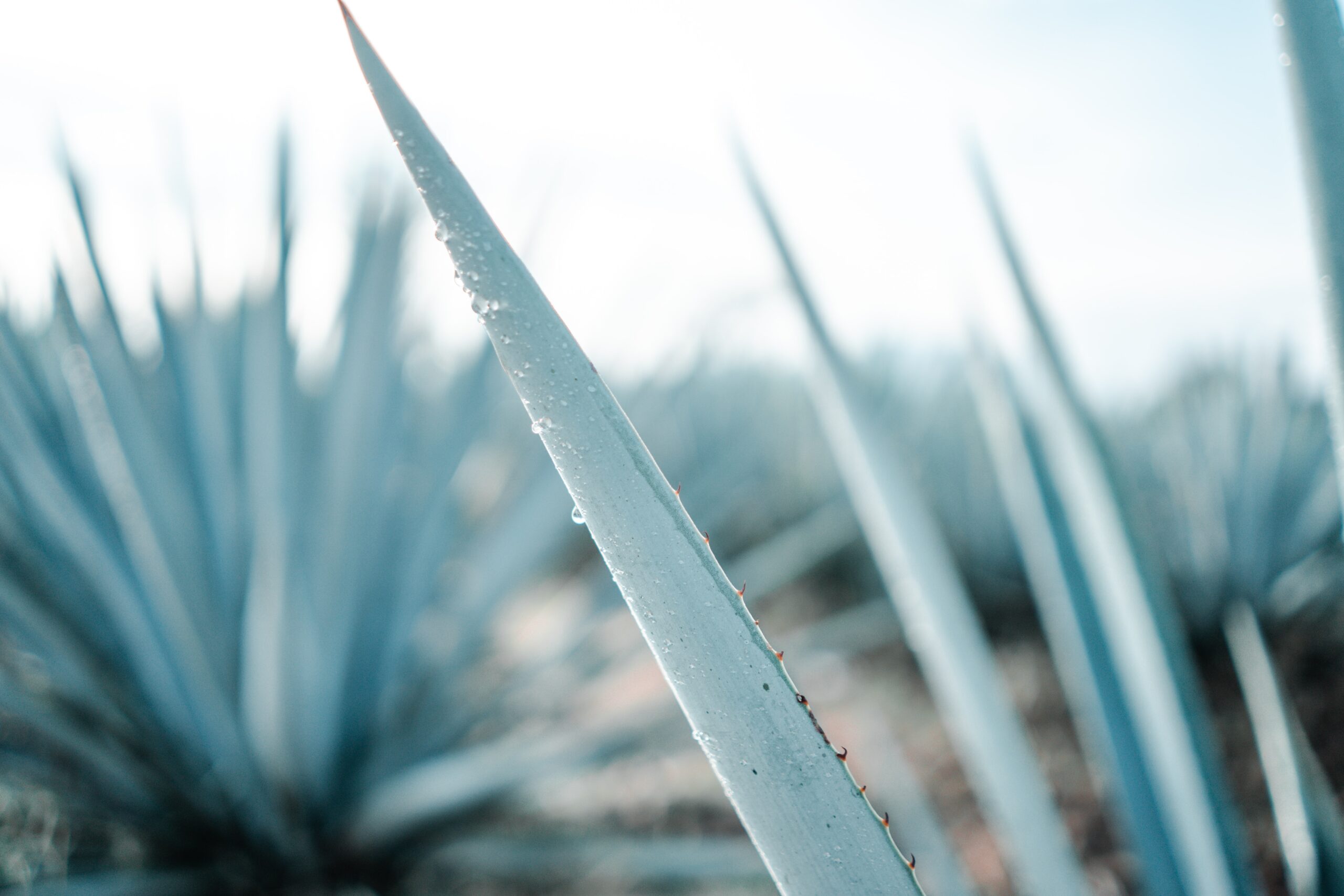 agave for tequila
